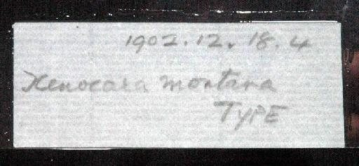 Xenocara montana Regan, 1904 - 1902.12.18.4; Xenocara montana; image of jar label; ACSI project image