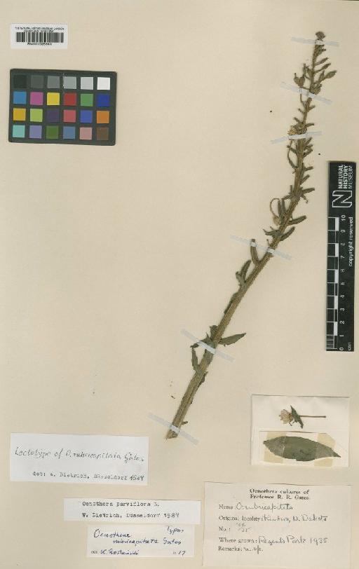 Oenothera rubricapitata Gates - BM001025693