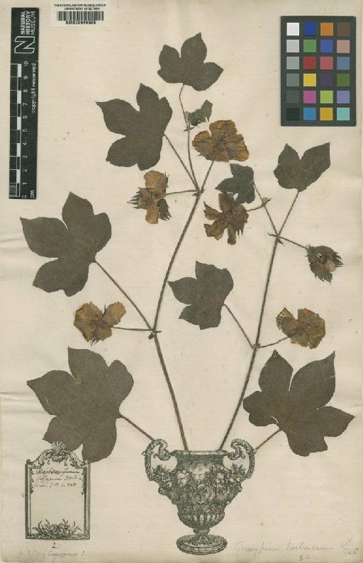 Gossypium herbaceum L. - BM000646505