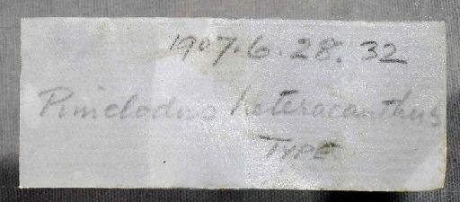 Pimelodus heteracantha (Regan, 1907) - 1907.6.28.32; Rhamdia heteracantha; image of jar label; ACSI project image