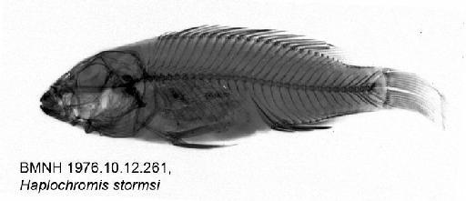 Haplochromis sp - BMNH 1976.10.12.261, Haplochromis stormsi, Radiograph