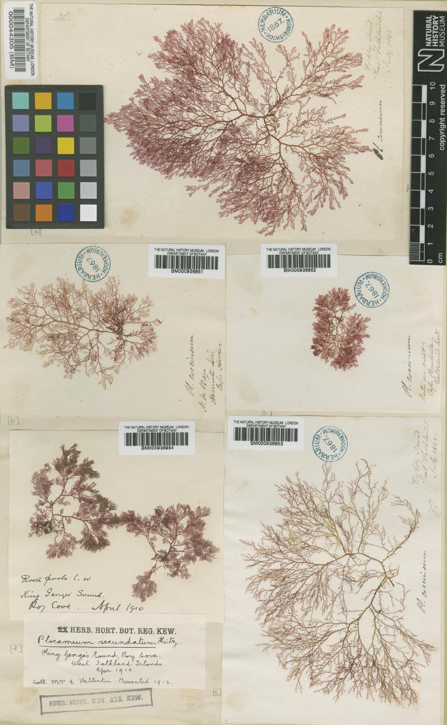 To NHMUK collection (Plocamium secundatum (Kütz.) Kütz.; Type; NHMUK:ecatalogue:465047)