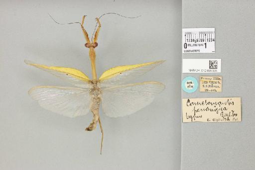 Camelomantis penangica Giglio-Tos, 1917 - 012496335_118066_82203