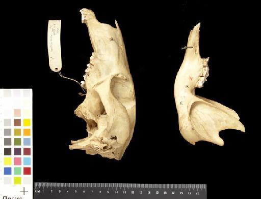 Macropus robustus alexandriae Schwarz, 1910 - 1906.11.9.15_Skull_Lateral