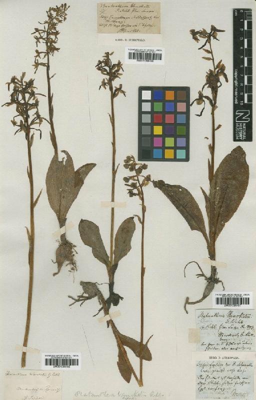 Platanthera bifolia (L.) Rich. - BM001066485
