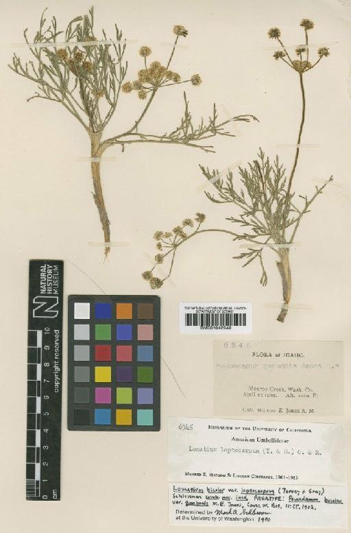 Lomatium bicolor var. leptocarpum (Torr. & A.Gray) Schlessman - BM001042948