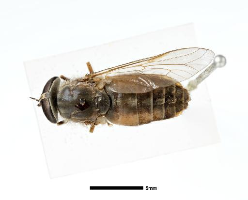 Tabanus varipes Walker, 1837 - NHMUK010633381_Tabanus_varipes_HT_wholebody_dorsal_female