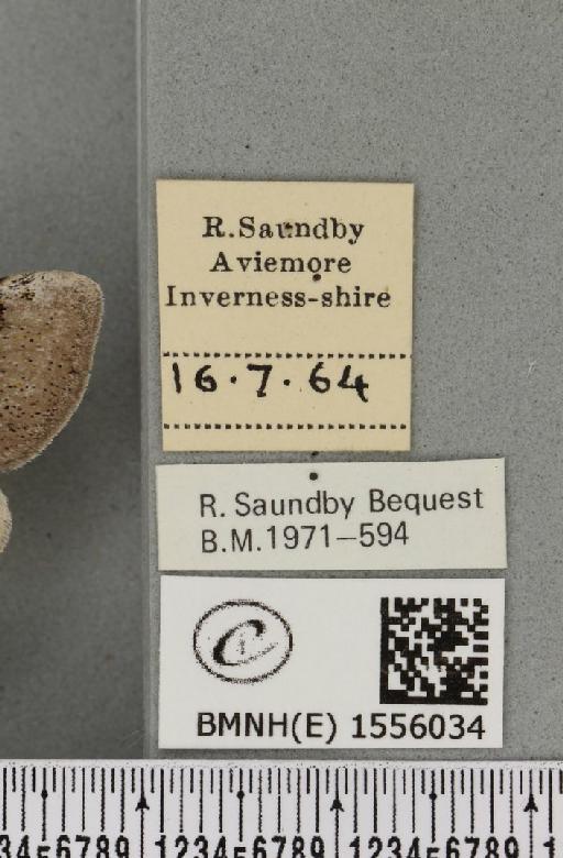 Dicallomera fascelina (Linnaeus, 1758) - BMNHE_1556034_label_255800