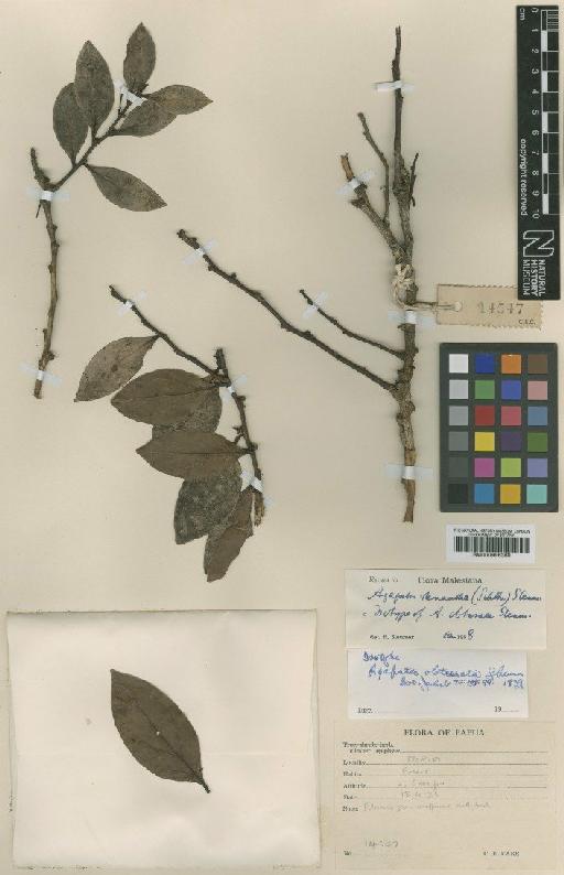 Agapetes stenantha (Schltr.) Sleumer - BM000996360