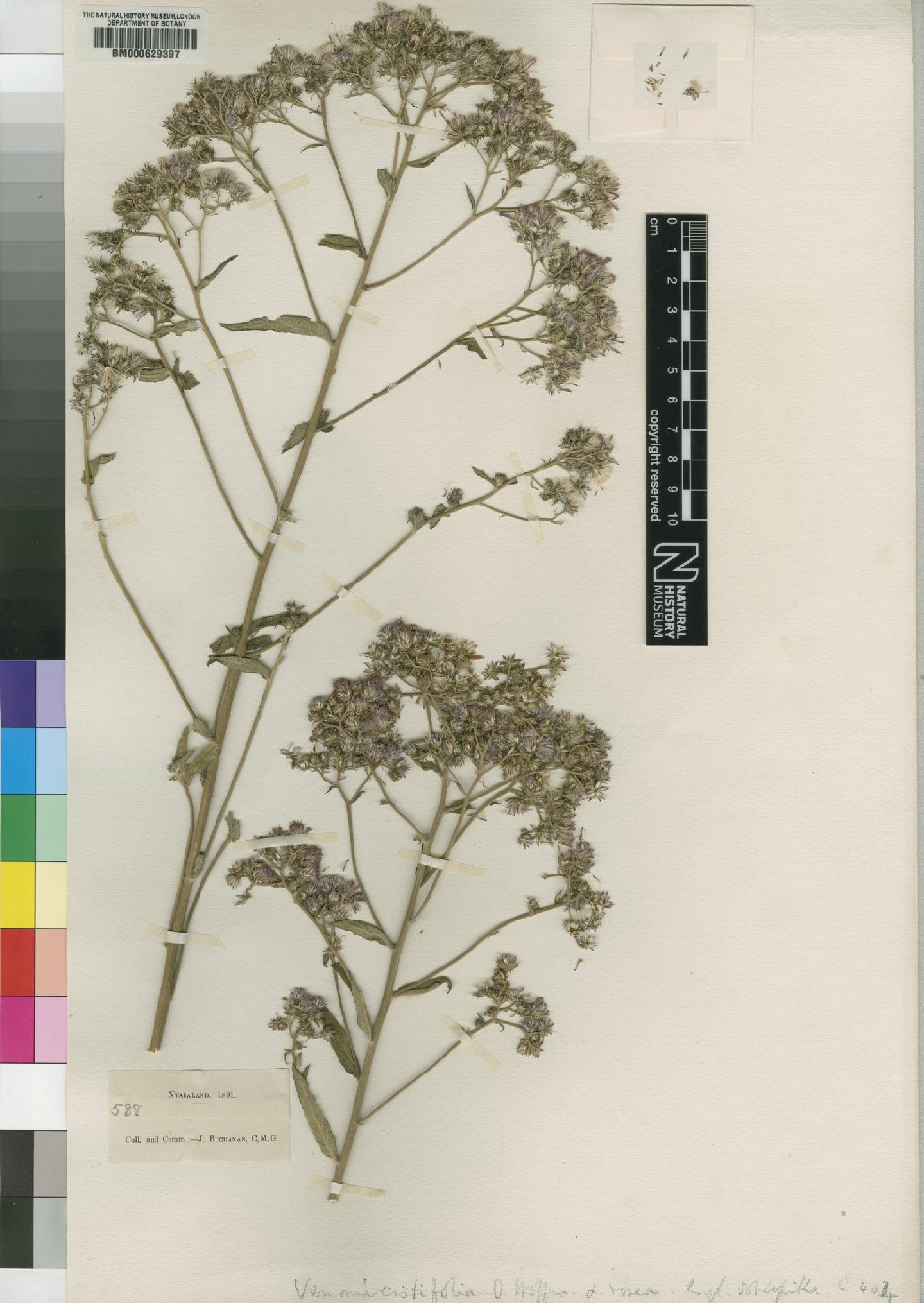To NHMUK collection (Vernonia cistifolia O.Hoffm.; Type; NHMUK:ecatalogue:4526352)