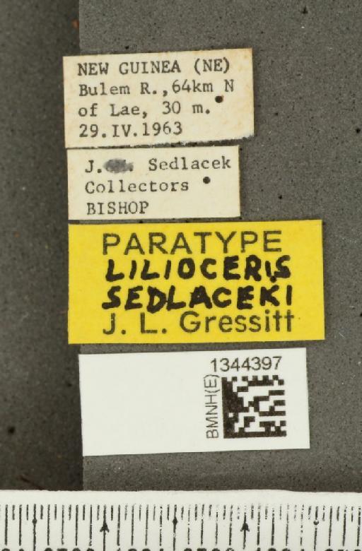 Lilioceris (Lilioceris) sedlaceki Gressitt, 1965 - BMNHE_1344397_label_14241