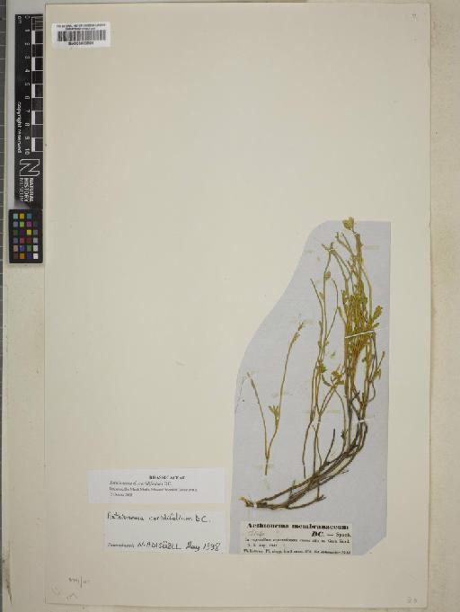 Aethionema coridifolium DC. - BM000883564
