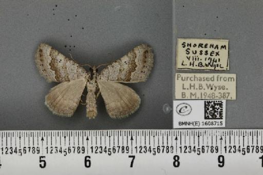 Scotopteryx bipunctaria cretata (Prout, 1937) - BMNHE_1608715_305086