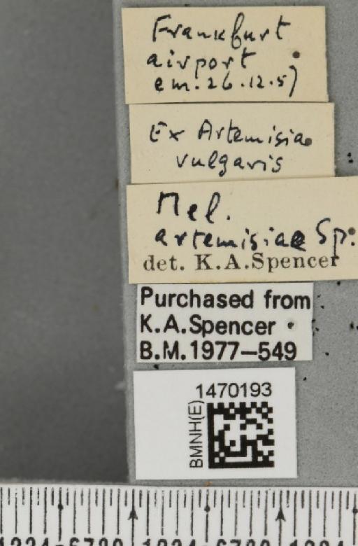 Melanagromyza artemisiae Spencer, 1957 - BMNHE_1470193_label_44744