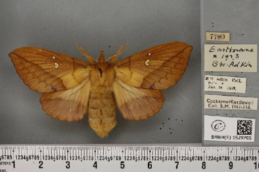 Euthrix potatoria ab. obscura Closs, 1920 - BMNHE_1529705_197184