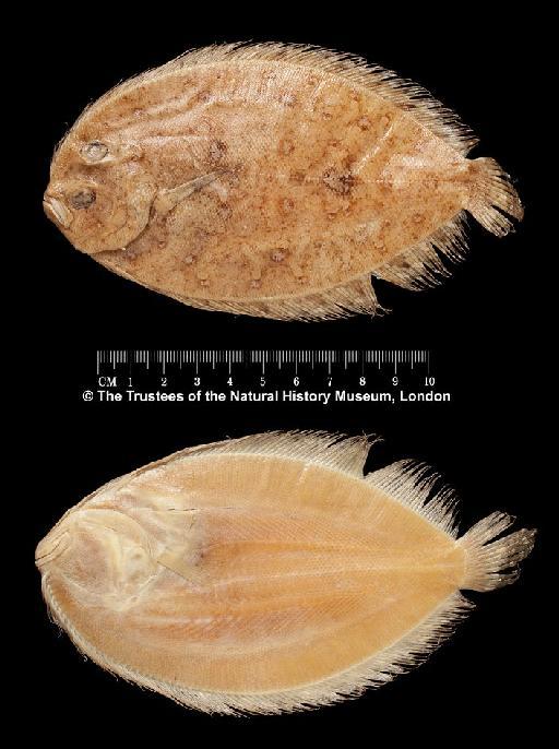 Bothus maculiferus (Poey, 1860) - BMNH 1863.8.7.175, Bothus maculiferus