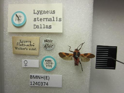 Lygaeus sternalis Dallas, 1852 - Lygaeus sternalis-BMNH(E)1240374-Paralectotype female dorsal & labels 1