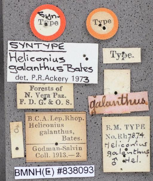 Heliconius galanthus Bates - Heliconius galanthus Bates syntype male 838093 labels