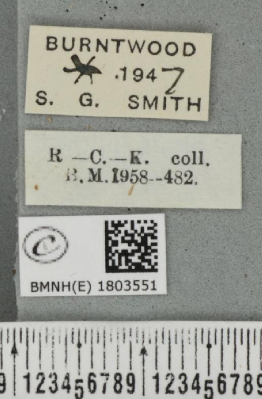 Pasiphila debiliata ab. obscurevirescens Lempke, 1951 - BMNHE_1803551_label_378914