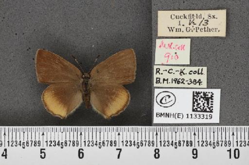 Callophrys rubi ab. cinerascens Rebel, 1910 - BMNHE_1133319_97426