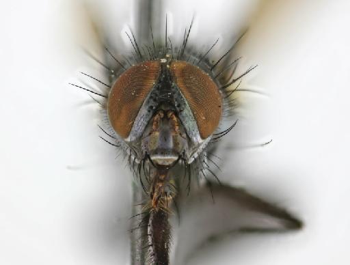 Phyllomya pictipennis (van der Wulp, 1891) - Phyllomyia pictipennis HT frontal