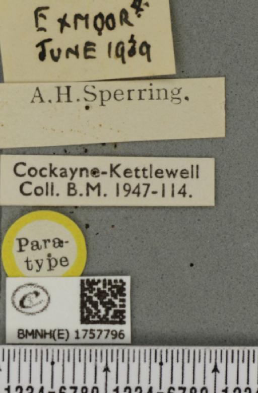Eulithis testata ab. sperringi Cockayne, 1946 - BMNHE_1757796_label_333383