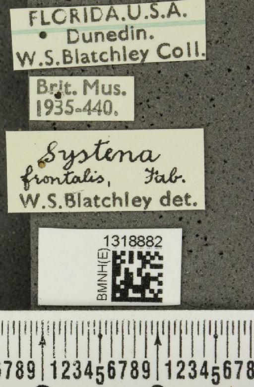 Systena frontalis (Fabricius, 1801) - BMNHE_1318882_label_26190