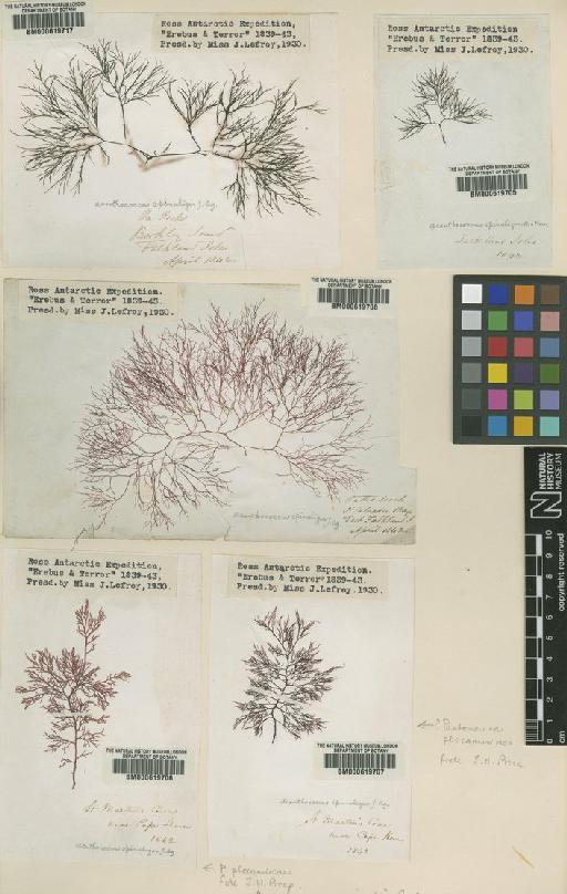 Cystoclonium obtusangulum (Hook.f. & Harv.) Kütz. - BM000619708