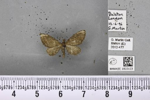 Eupithecia vulgata (Haworth, 1809) - BMNHE_1823123_403826