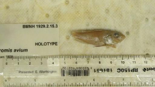 Haplochromis avium Regan, 1929 - BMNH 1929.2.15.3, HOLOTYPE, Haplochromis avium