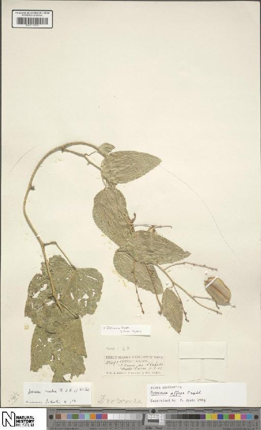Dioscorea fodinarum Kunth - BM001190479