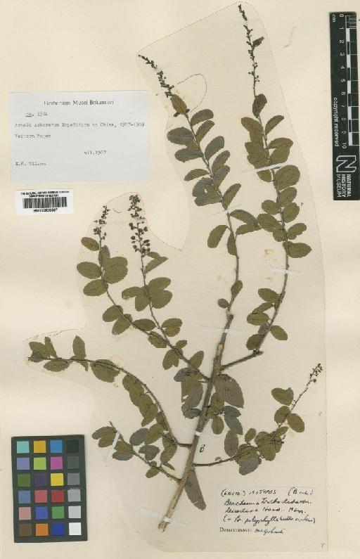 Berchemia polyphylla Wall. ex M.A.Lawson - BM000838567