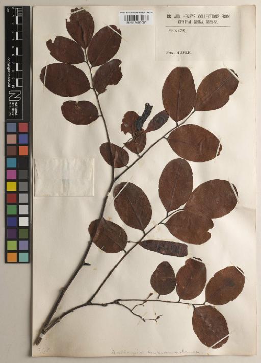 Dalbergia hupeana Hance - BM013405081