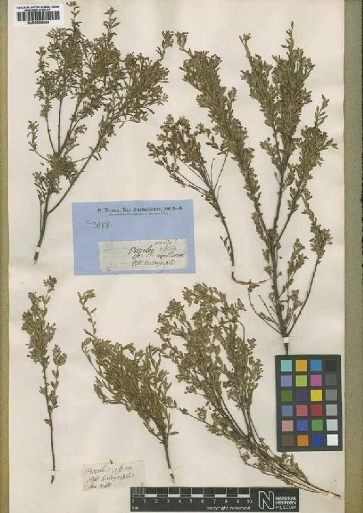 Pimelea curviflora var. gracilis (R.Br.) Threlfall - BM000895084