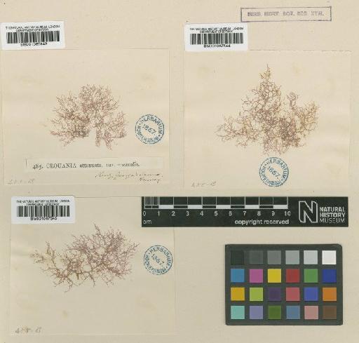 Ptilocladia australis Harv. - BM001067845