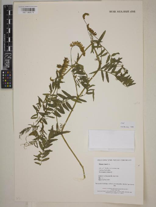 Vicia cracca L. - BM013858975