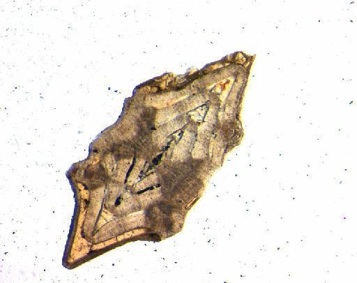 Nummulites thalicus Davies, 1927 - P38691_Nummulites_thalicus_3_ax_5.0.jpg