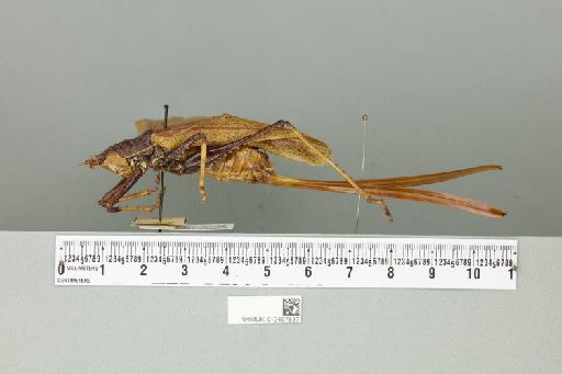 Eumacroxiphus diabolicus (Karny, 1926) - 012497837_reverse