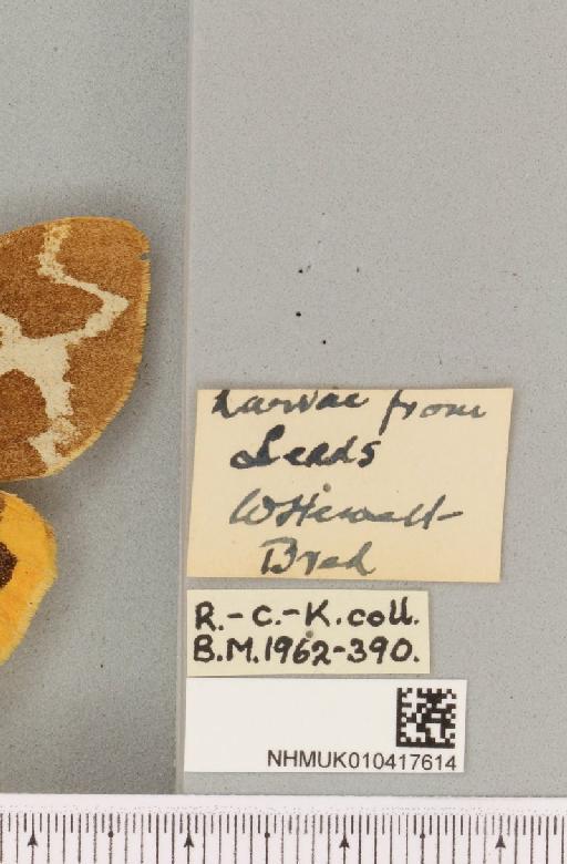 Arctia caja ab. brunneosparsa Cockayne, 1949 - NHMUK_010417614_label_529981