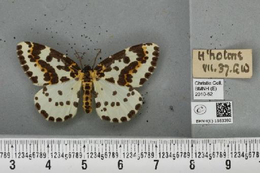 Abraxas grossulariata (Linnaeus, 1758) - BMNHE_1883392_439280