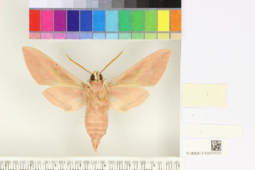 Hyles centralasiae (Staudinger, 1887) - NHMUK010891520_Hyles_centralasiae_ventral_and_labels.JPG