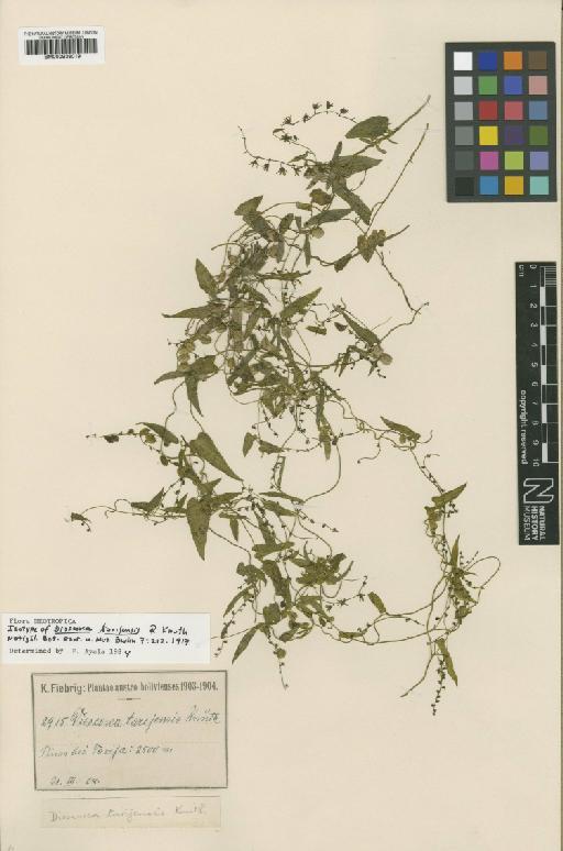Dioscorea tarijensis R.Knuth - BM000938019