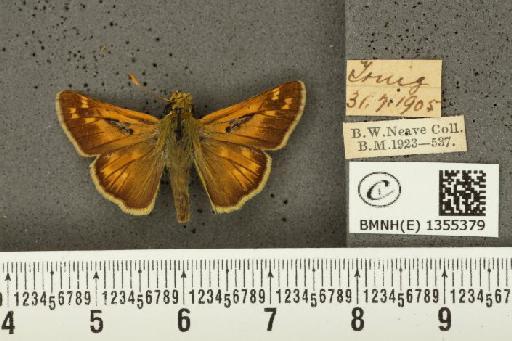 Hesperia comma (Linnaeus, 1758) - BMNHE_1355379_156623