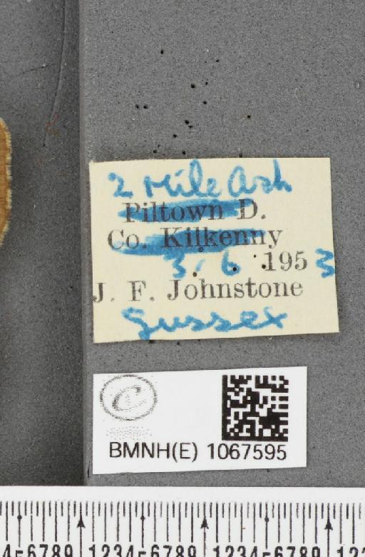 Lasiommata megera ab. pallescens Oberthür, 1912 - BMNHE_1067595_label_33130