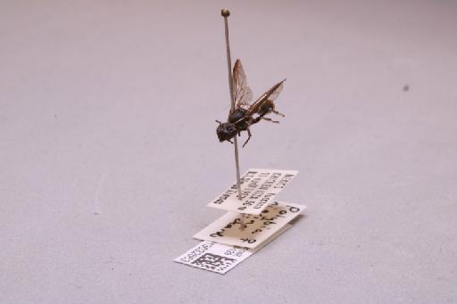 Polybia nigrina Richards, 1978 - 013632663_additional_3