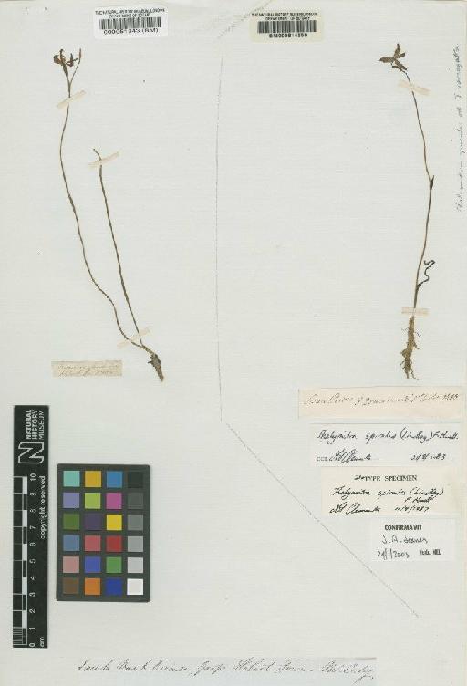 Thelymitra spiralis (Lindl.) F.Muell. - BM000051243