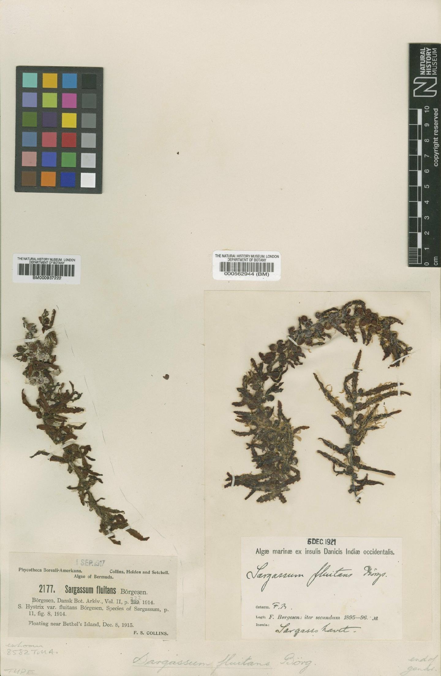 To NHMUK collection (Sargassum fluitans B�rgesen; Isosyntype; NHMUK:ecatalogue:473360)