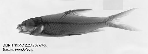 Barbus tropidolepis Boulenger, 1900 - BMNH 1955.12.20.737-740, Barbus tropidolepis