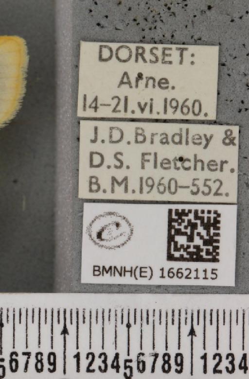 Cybosia mesomella (Linnaeus, 1758) - BMNHE_1662115_label_258424
