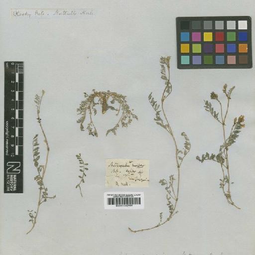 Astragalus miser Nutt. - BM001042699